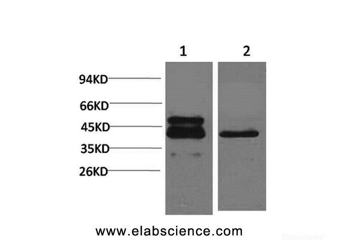 Western Blot analysis of 1) A431, 2) 3T3 cells with CREB1 Monoclonal Antibody