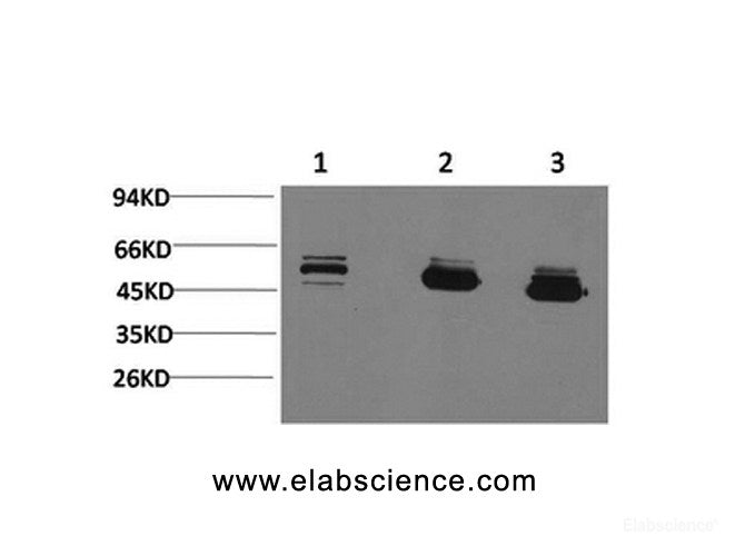 Western Blot analysis of 1) MCF7, 2) Mouse brain, 3) Rat brain with MICU1 Monoclonal Antibody.