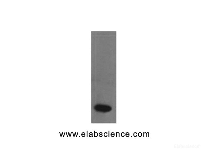 Western Blot analysis of Recombinant human TNF α protein using TNF alpha Monoclonal Antibody at dilution of 1:2000.