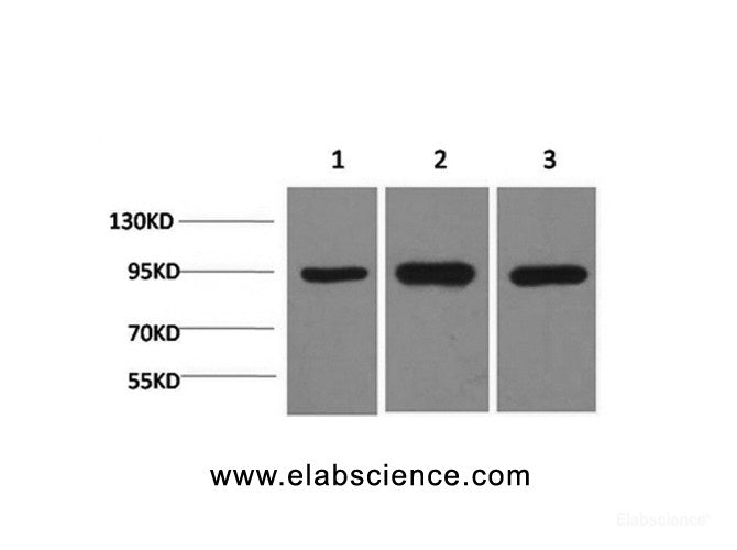 Western Blot analysis of 1) Hela, 2)Mouse brain, 3) Rat brain using HSP90 alpha Monoclonal Antibody at dilution of 1:2000.