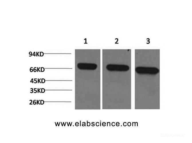 Western Blot analysis of 1) Hela, 2)Mouse brain, 3) Rat brain using HSPA8 Monoclonal Antibody at dilution of 1:2000.
