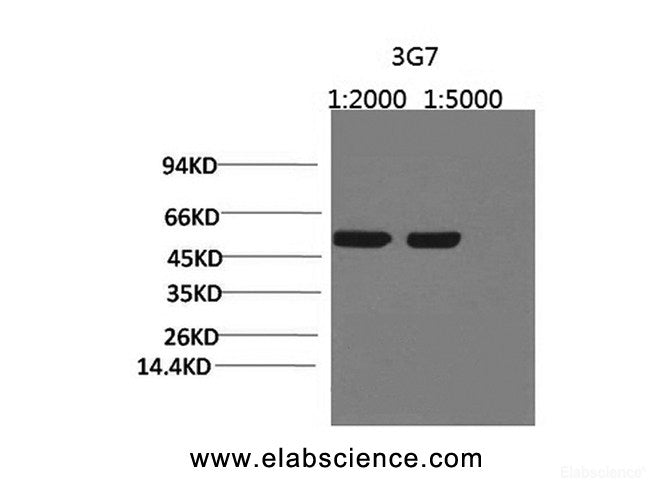 Western Blot analysis of Arabidopsis using Rubisco (Large Chain) Monoclonal Antibody at dilution of 1)1:2000 2)1:5000.