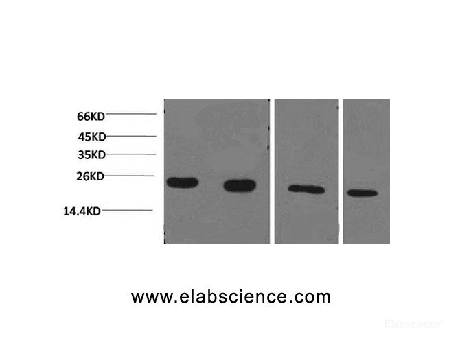 Western Blot analysis of 1) Jurkat, 2)293T, 3)Rat liver, 4)3T3 using PPIB Monoclonal Antibody at dilution of 1:2000.