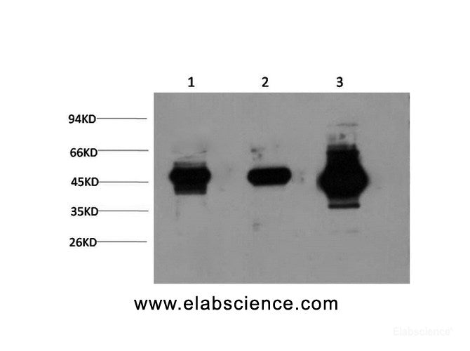 Western Blot analysis of 1) Hela, 2) 3T3, 3) Rat brain using GSK3 beta Monoclonal Antibody at dilution of 1:1000.
