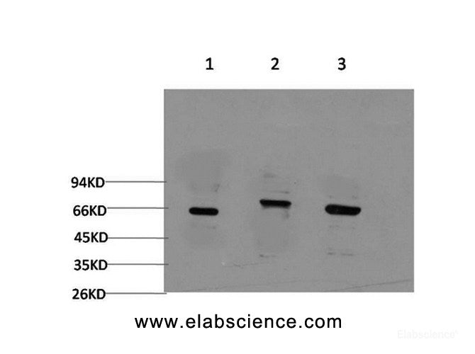 Western Blot analysis of 1) 293T, 2) C2C12, 3) Rat brain using BECN1 Monoclonal Antibody at dilution of 1:2000.