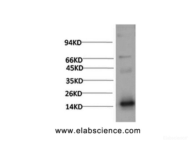 Western Blot analysis of Human Serum using TTR Monoclonal Antibody at dilution of 1:2000.