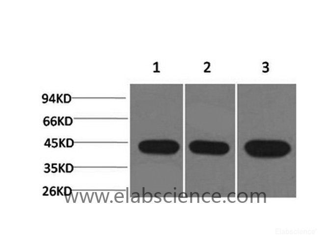 Western Blot analysis of 1) Hela, 2) 3T3, 3) Rat brain with ACTA2 Monoclonal Antibody.