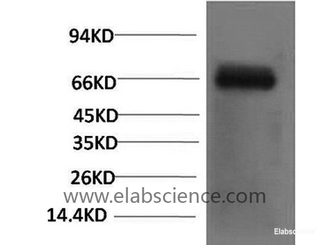 Western Blot analysis of Bovine Serum Albumin with Bovine Serum Albumin Monoclonal Antibody.
