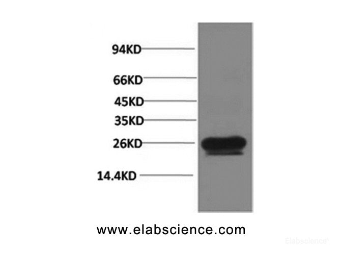 Western Blot analysis of Hela cells using HSP27 Monoclonal Antibody at dilution of 1:2000.