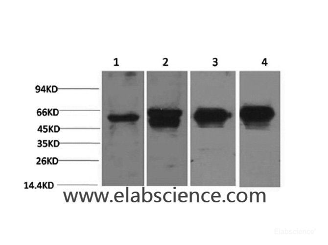 Western Blot analysis of 1) Hela, 2) 293T, 3) Mouse brain, 4) Rat brain using c-Fos Monoclonal Antibody at dilution of 1:2000.