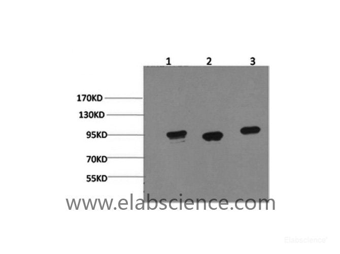 Western Blot analysis of 1) Hela, 2) Mouse brain, 3) Rat brain using HSP90 alpha Monoclonal Antibody at dilution of 1:2000.