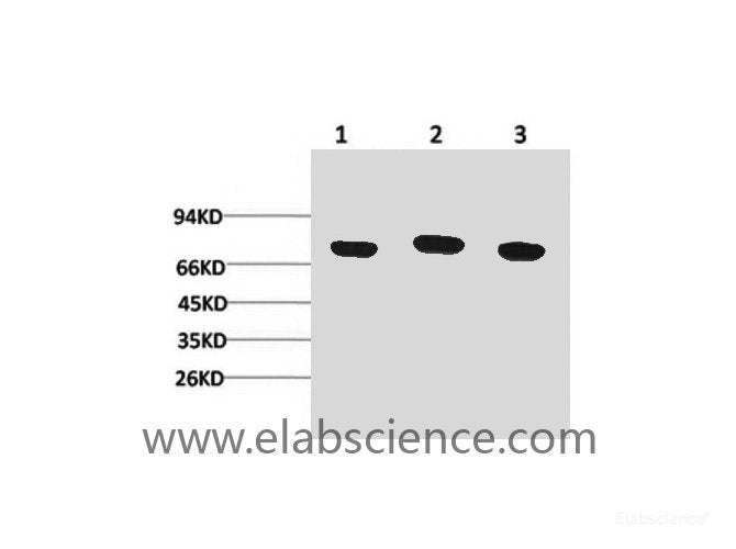 Western Blot analysis of 1) Hela, 2) Mouse brain, 3) Rat brain using HSPA8 Monoclonal Antibody at dilution of 1:2000.