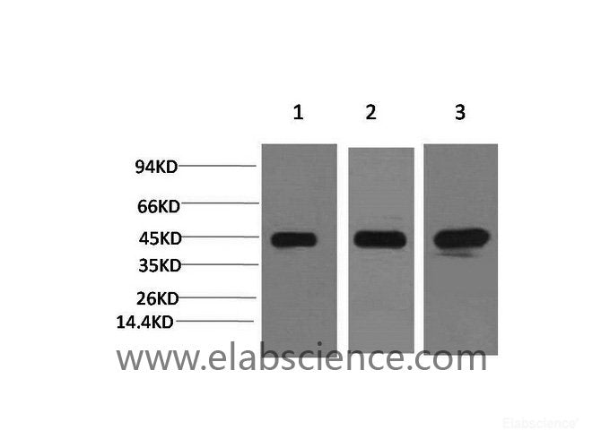 Western Blot analysis of 1) Hela, 2) 3T3, 3) Rat brain using MAP2K2 Monoclonal Antibody at dilution of 1:2000.