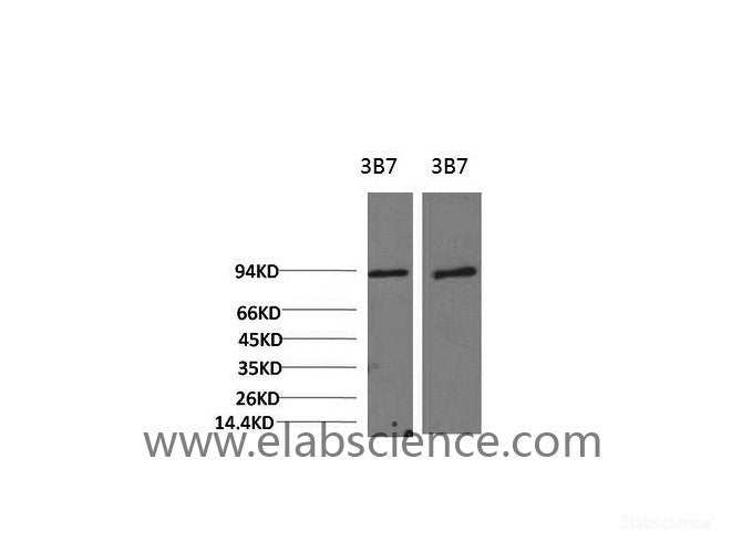 Western Blot analysis of 1) 3T3, 2) Rat liver using PI 3 kinase p85 alpha Monoclonal Antibody at dilution of 1:2000.