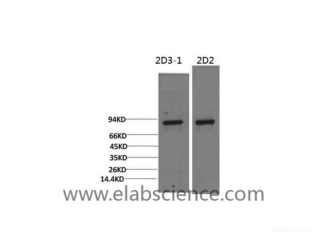 Western Blot analysis of 1) 3T3, 2) Rat liver using PI 3 kinase p85 alpha Monoclonal Antibody at dilution of 1:2000.