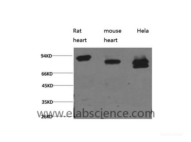 Western Blot analysis of 1) Rat heart, 2) Mouse heart, 3) Hela using STAT3 Monoclonal Antibody at dilution of 1:2000.