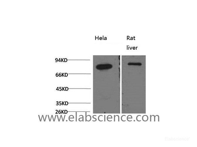 Western Blot analysis of 1) Hela, 2) Rat liver using HSPA5 Monoclonal Antibody at dilution of 1:2000.