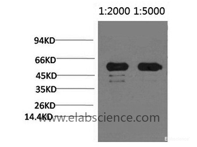 Western Blot analysis of Arabidopsis using Rubisco (Large Chain) Monoclonal Antibody at dilution of 1) 1:2000, 2) 1:5000.