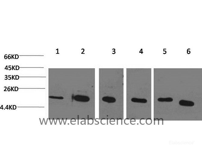Western Blot analysis of 1) Hela, 2) Jurkat, 3) 293T, 4) Rat liver, 5) 3T3, 6) HepG2 using PPIB Monoclonal Antibody at dilution of 1:2000.