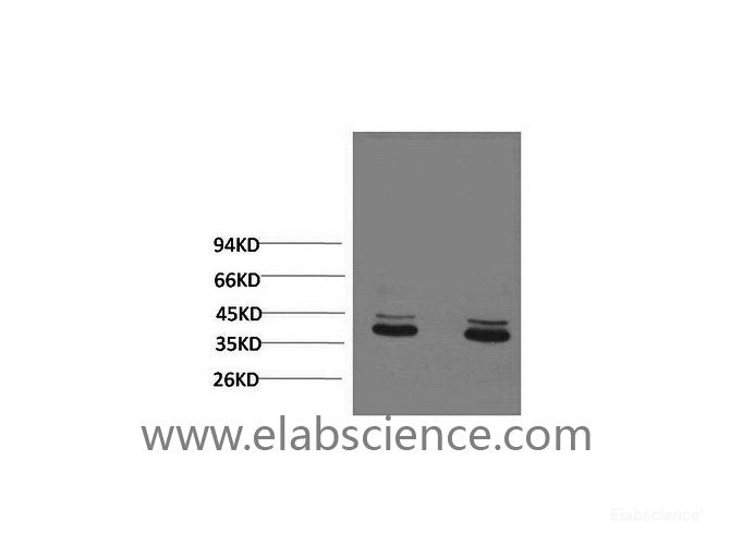 Western Blot analysis of 1) Mouse brain, 2) Rat brain using ERK 1/2 Monoclonal Antibody at dilution of 1:2000.