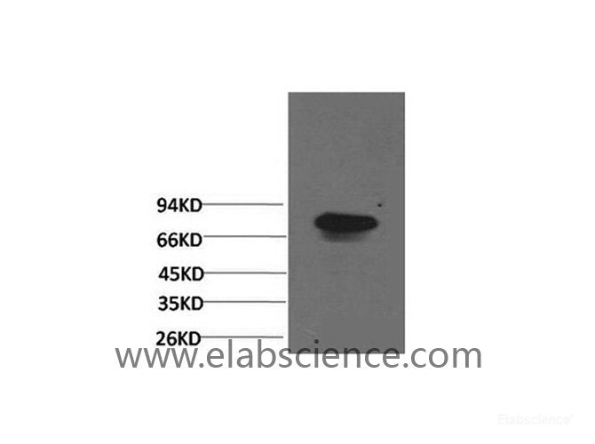 Western Blot analysis of Human serum using Transferrin Monoclonal Antibody at dilution of 1:2000.