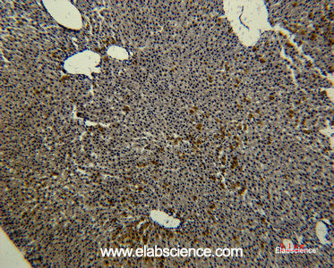 Immunohistochemistry of paraffin-embedded Rat liver tissue using Transferrin Monoclonal Antibody at dilution of 1:50.