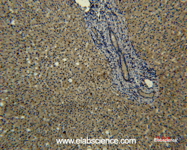 Immunohistochemistry of paraffin-embedded Human liver tissue using Transferrin Monoclonal Antibody at dilution of 1:50.