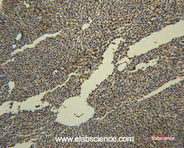 Immunohistochemistry of paraffin-embedded Rat liver tissue using Transferrin Monoclonal Antibody at dilution of 1:50.