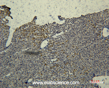 Immunohistochemistry of paraffin-embedded Rat liver tissue using Transferrin Monoclonal Antibody at dilution of 1:50.