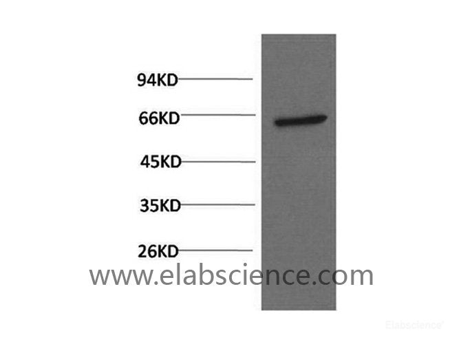 Western Blot analysis of PC3 cells using AKT1 Monoclonal Antibody at dilution of 1:1000.