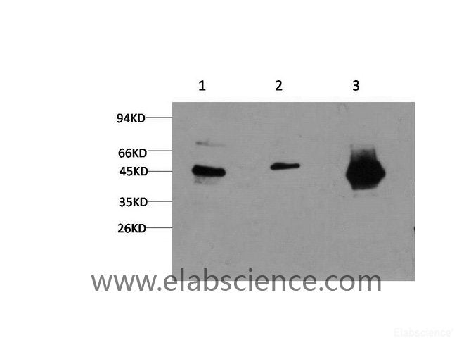 Western Blot analysis of 1) Hela, 2) 3T3, 3) Rat brain using GSK3 beta Monoclonal Antibody at dilution of 1:1000.