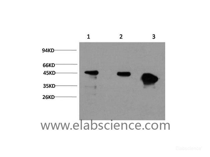 Western Blot analysis of 1) Hela, 2) 3T3, 3) Rat brain using GSK3 beta Monoclonal Antibody at dilution of 1:1000.
