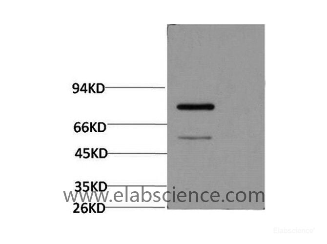 Western Blot analysis of Firefly Luciferase Transfected Hela using Luciferase Monoclonal Antibody at dilution of 1:2000.