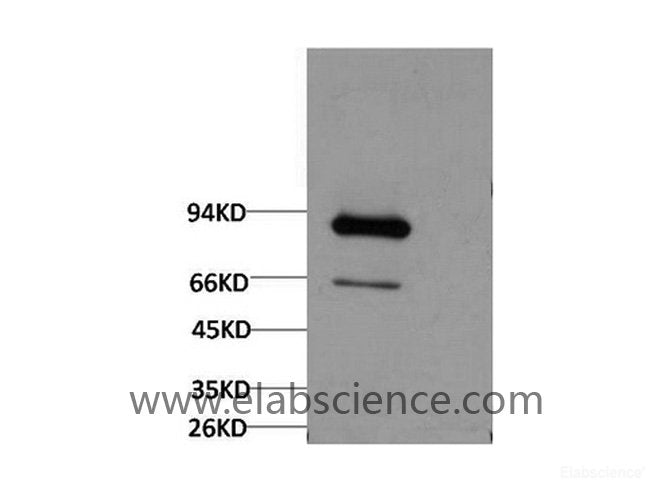 Western Blot analysis of Firefly Luciferase Transfected Hela using Luciferase Monoclonal Antibody at dilution of 1:2000.