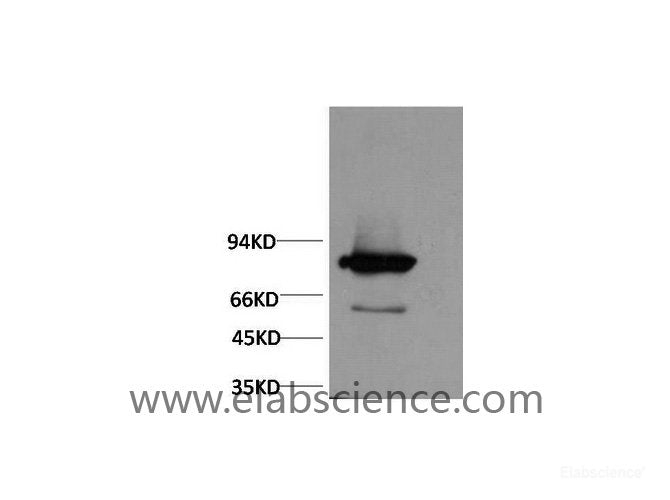 Western Blot analysis of Firefly Luciferase Transfected Hela using Luciferase Monoclonal Antibody at dilution of 1:2000.