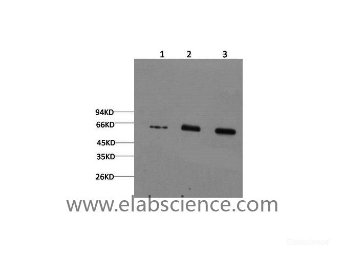 Western Blot analysis of 1) Hela, 2) Mouse brain , 3) Rat brain using AMPK alpha1 Monoclonal Antibody at dilution of 1:2000.