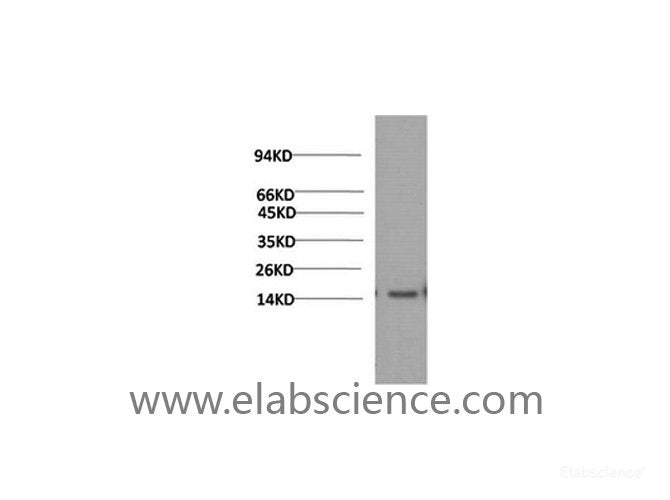 Western Blot analysis of Human serum using TTR Monoclonal Antibody at dilution of 1:2000.