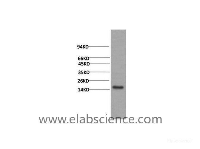 Western Blot analysis of Human serum using TTR Monoclonal Antibody at dilution of 1:2000.