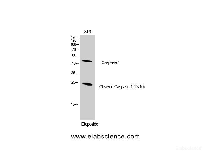 Western Blot analysis of NIH-3T3 cells using Cleaved-CASP1 (D210) Polyclonal Antibody at dilution of 1:1000.