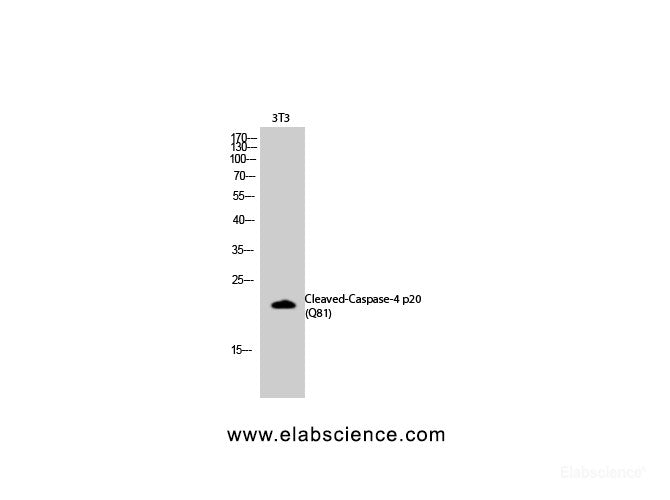 Western Blot analysis of 3T3 cells using Cleaved-CASP4 p20 (Q81) Polyclonal Antibody at dilution of 1:2000.