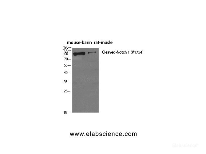 Western Blot analysis of Mouse brain, Rat musle using Cleaved-NOTCH1 (V1754) Polyclonal Antibody at dilution of 1:500.