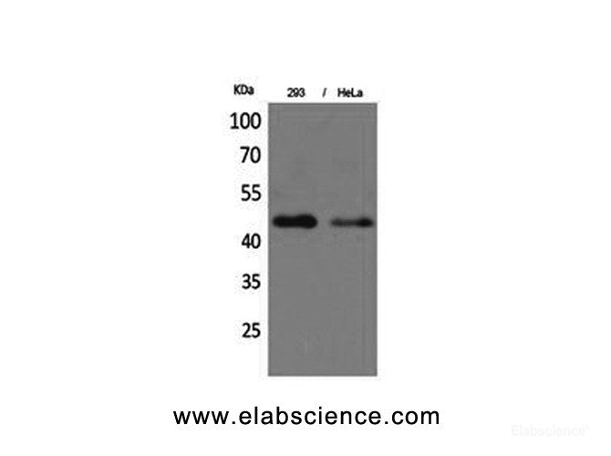 Western Blot analysis of 293T, Hela cells with IDH1 Polyclonal Antibody.
