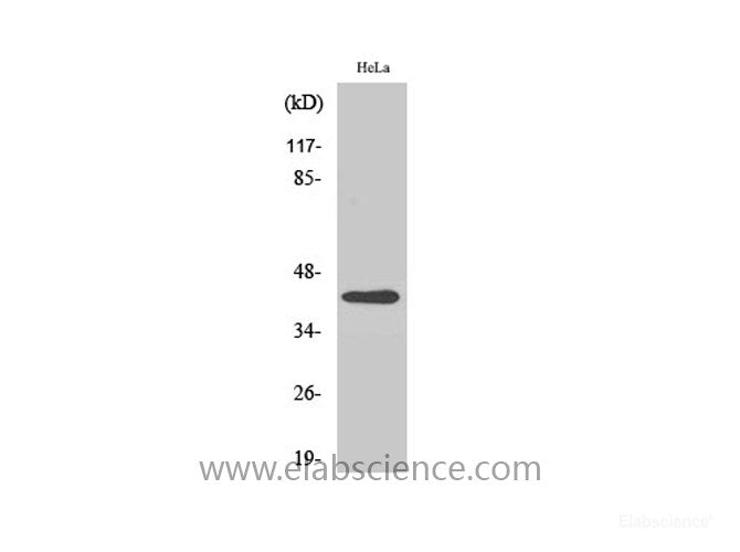 Western Blot analysis of Hela cells using beta actin Polyclonal Antibody at dilution of 1:2000.
