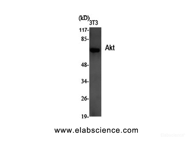Western Blot analysis of 3T3 cells using Pan-Akt Polyclonal Antibody at dilution of 1:2000.