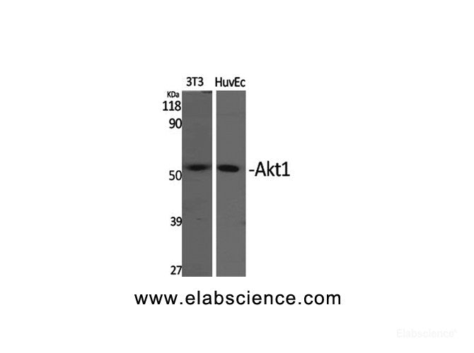 Western Blot analysis of 3T3, HuvEc cells using Akt1 Polyclonal Antibody at dilution of 1:2000.