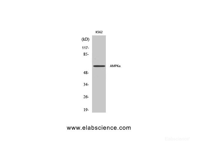 Western Blot analysis of K562 cells using AMPK alpha1/2 Polyclonal Antibody at dilution of 1:500.