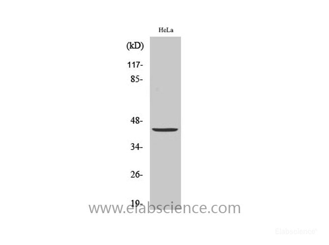 Western Blot analysis of Hela cells with JUN Polyclonal Antibody
