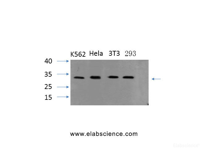 Western Blot analysis of various cells using PYCARD Polyclonal Antibody at dilution of 1:1000.