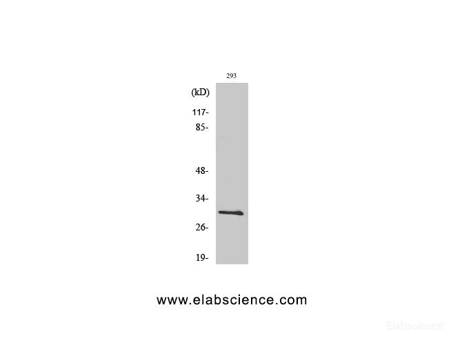 Western Blot analysis of 293T cells using Bcl-x Polyclonal Antibody at dilution of 1:500.