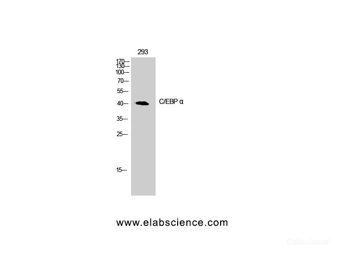 Western Blot analysis of 293T cells with CEBP alpha Polyclonal Antibody